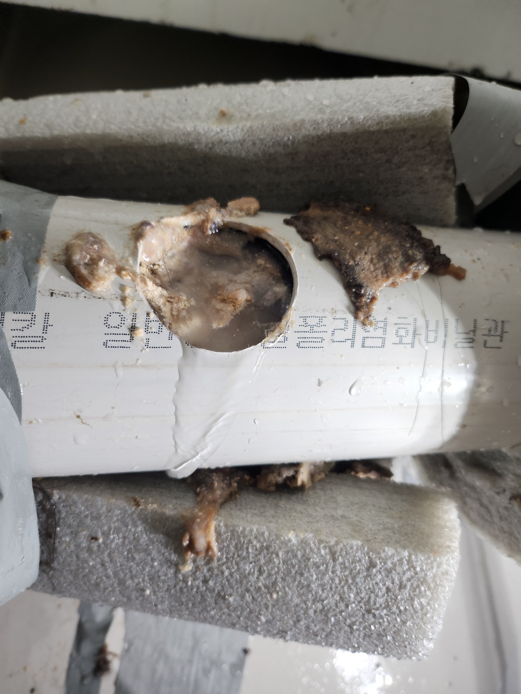 /user/0/01087442020/editor/2411/973ffe60dda69629b7d5830136fe150e_1732758292_8.jpg 이미지크게보기